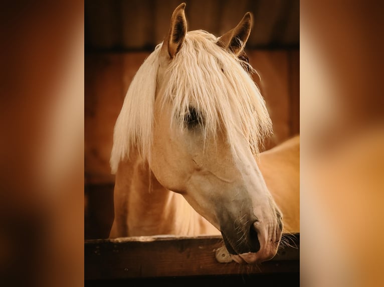 Edelbluthaflinger Wallach 6 Jahre 156 cm Palomino in Straelen