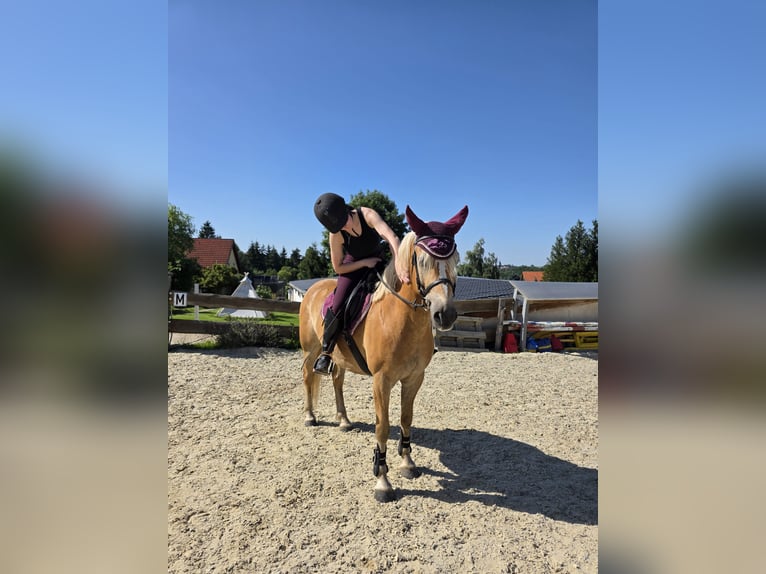 Edelbluthaflinger Wallach 7 Jahre 149 cm Fuchs in Hainichen