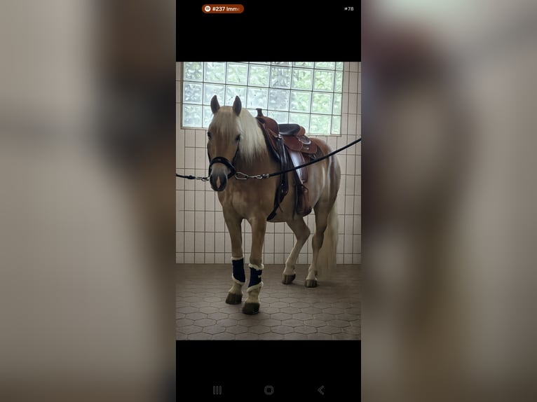 Edelbluthaflinger Wallach 7 Jahre 157 cm Fuchs in Kierspe