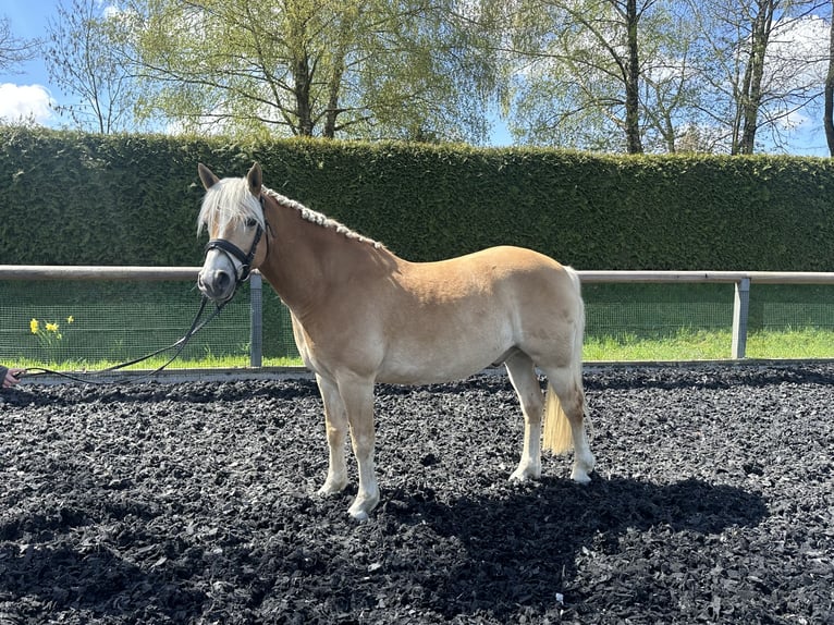 Edelbluthaflinger Wallach 8 Jahre 142 cm Falbe in Röhrsdorf