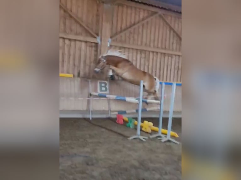 Edelbluthaflinger Wallach 8 Jahre 147 cm Palomino in Garching bei M&#xFC;nchen
