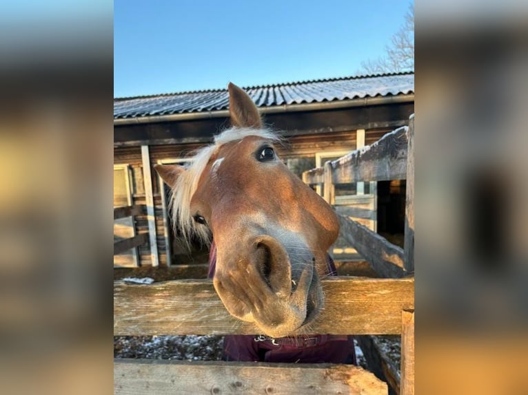 Edelbluthaflinger Wallach 8 Jahre 147 cm Palomino in Garching bei M&#xFC;nchen