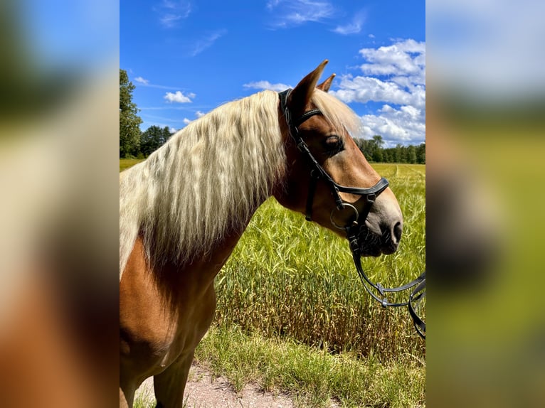 Edelbluthaflinger Wallach 8 Jahre 147 cm Palomino in Garching bei M&#xFC;nchen