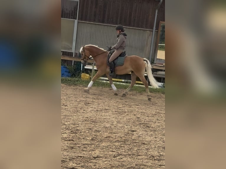 Edelbluthaflinger Wallach 8 Jahre 147 cm Palomino in Garching bei M&#xFC;nchen
