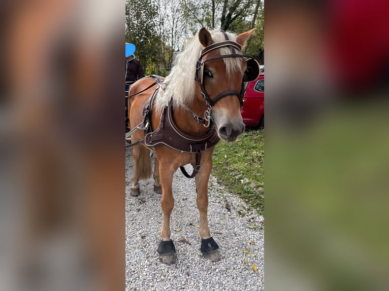 Edelbluthaflinger Wallach 8 Jahre 147 cm Palomino in Garching bei M&#xFC;nchen