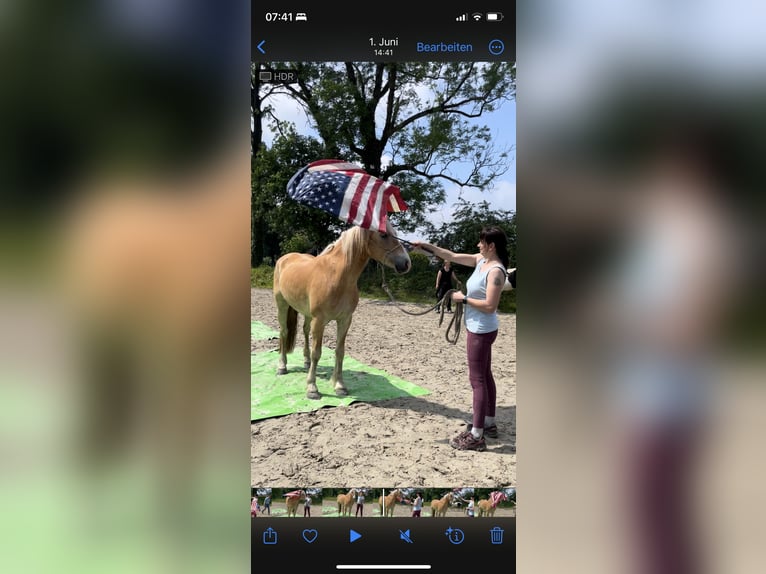 Edelbluthaflinger Wallach 8 Jahre 148 cm Fuchs in Rechtsupweg