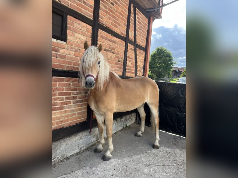 Edelbluthaflinger Wallach 8 Jahre 150 cm Fuchs in Dassel