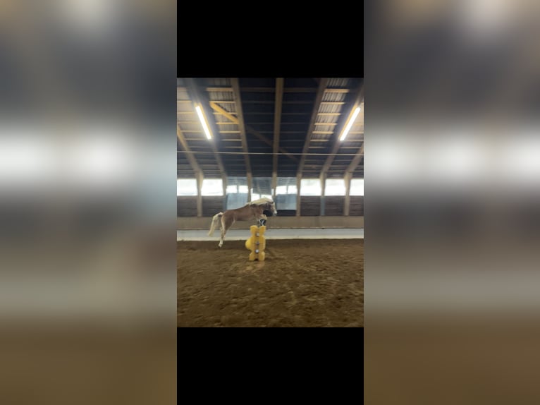 Edelbluthaflinger Wallach 8 Jahre 150 cm Fuchs in Dassel