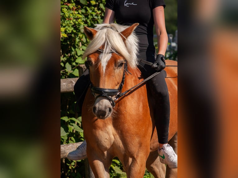 Edelbluthaflinger Wallach 9 Jahre 144 cm  in Rosenheim