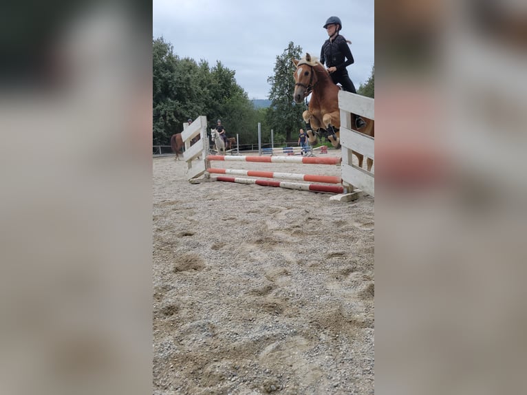 Edelbluthaflinger Wallach 9 Jahre 144 cm  in Rosenheim