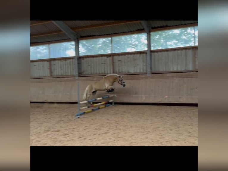 Edelbluthaflinger Wallach 9 Jahre 148 cm  in Wieseth