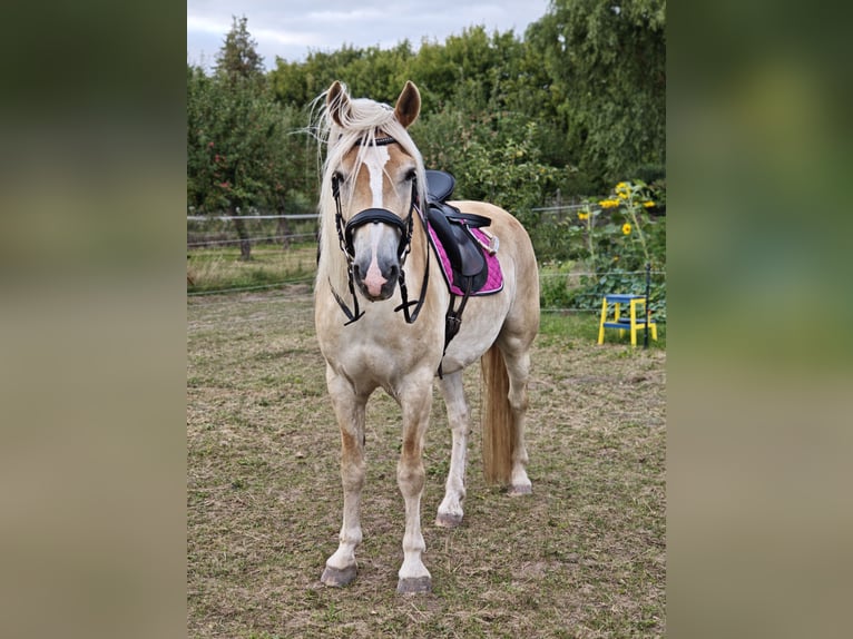 Edelbluthaflinger Wallach 9 Jahre 152 cm Fuchs in Sonneborn