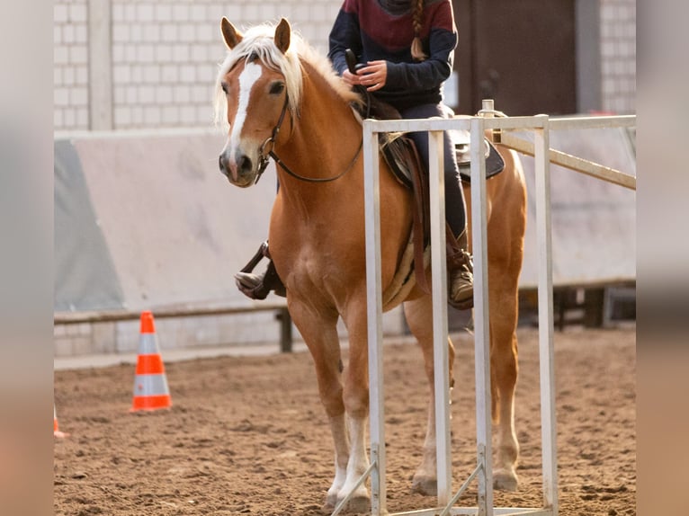 Edelbluthaflinger Wallach 9 Jahre 152 cm in Hilden