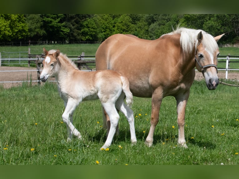 Edelbluthaflinger Yegua 10 años 151 cm Alazán in Schretstaken