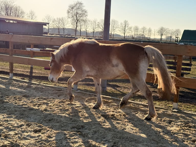 Edelbluthaflinger Yegua 3 años 146 cm Alazán in Tostedt