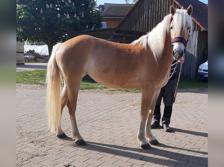 Edelbluthaflinger Yegua 3 años 147 cm Alazán in Hausen