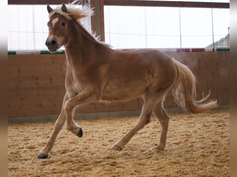 Edelbluthaflinger Yegua 3 años 150 cm Alazán in Ebermannsdorf