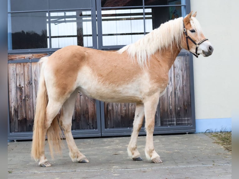 Edelbluthaflinger Yegua 3 años 150 cm Alazán in Ebermannsdorf