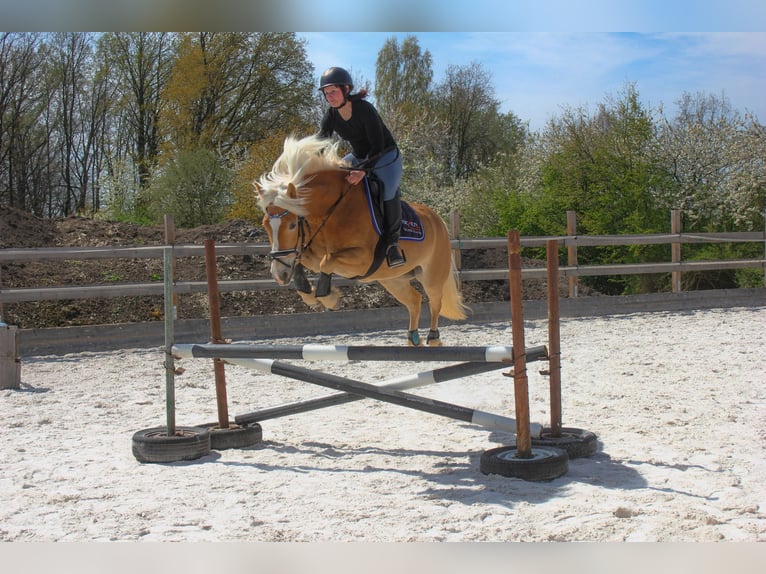 Edelbluthaflinger Yegua 4 años 146 cm Alazán in Görlitz
