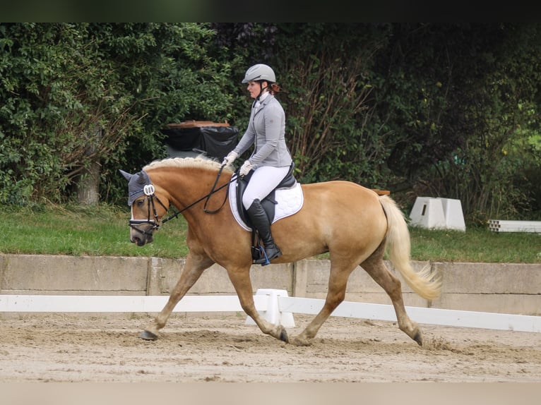Edelbluthaflinger Yegua 4 años 146 cm Alazán in Görlitz