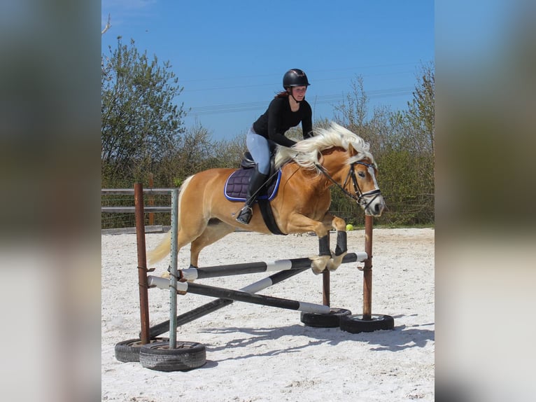 Edelbluthaflinger Yegua 4 años 146 cm Alazán in Görlitz