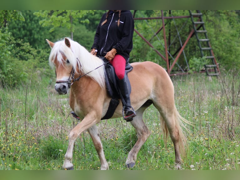 Edelbluthaflinger Yegua 4 años 147 cm Alazán in Döbritschen