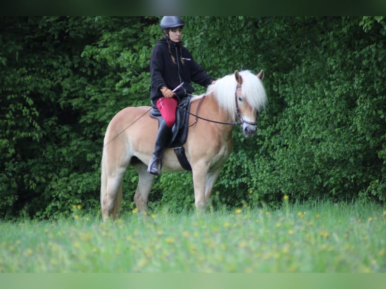Edelbluthaflinger Yegua 4 años 147 cm Alazán in Döbritschen