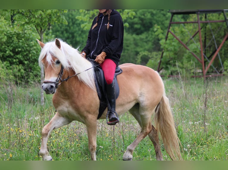 Edelbluthaflinger Yegua 4 años 147 cm Alazán in Döbritschen