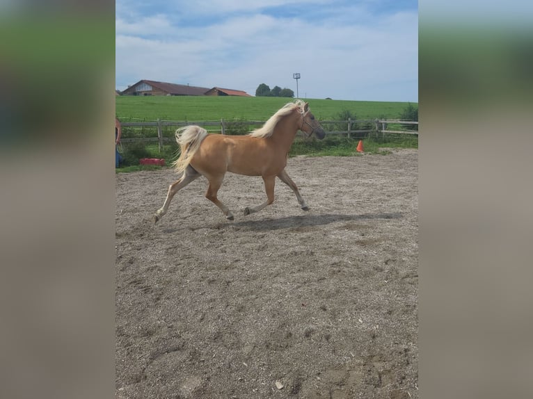 Edelbluthaflinger Yegua 4 años 147 cm Palomino in Rudersberg