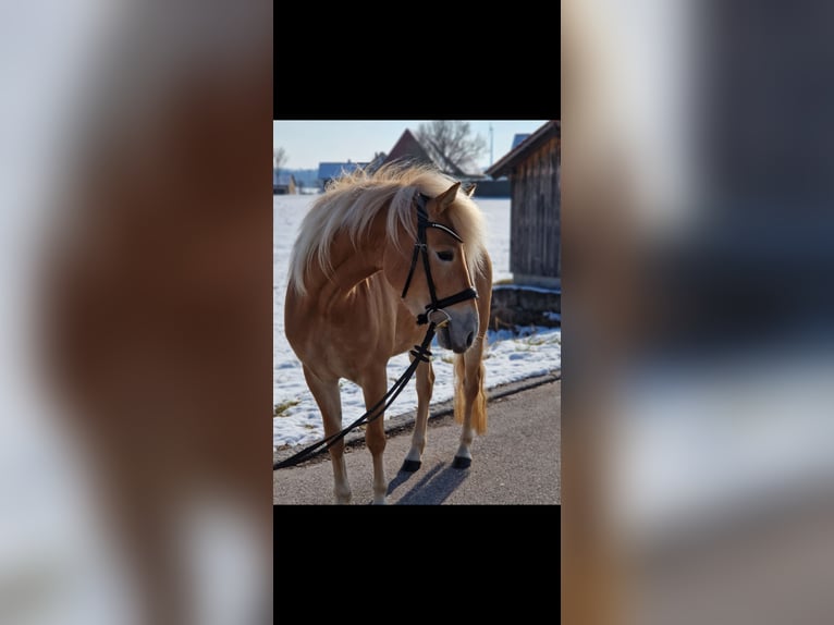 Edelbluthaflinger Yegua 4 años 147 cm Palomino in Rudersberg