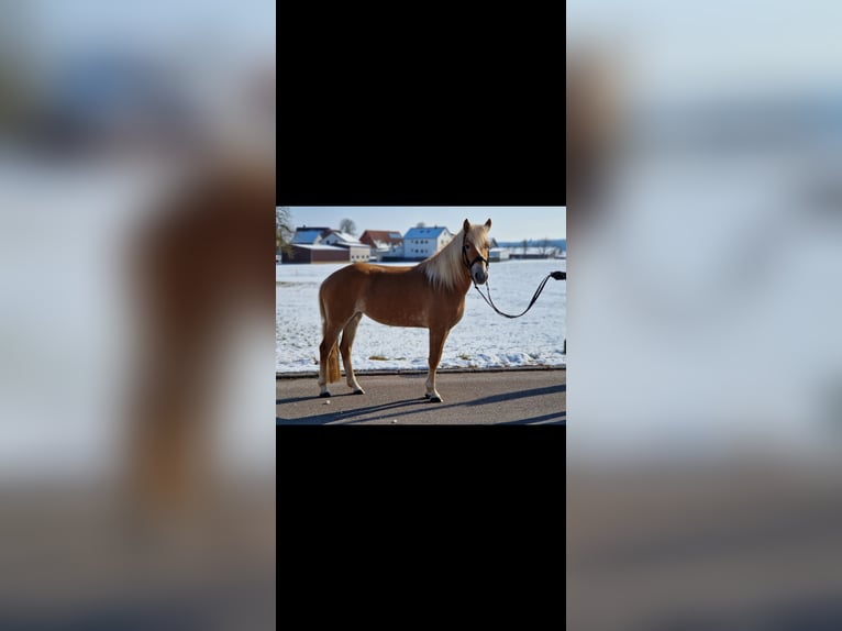 Edelbluthaflinger Yegua 4 años 147 cm Palomino in Rudersberg