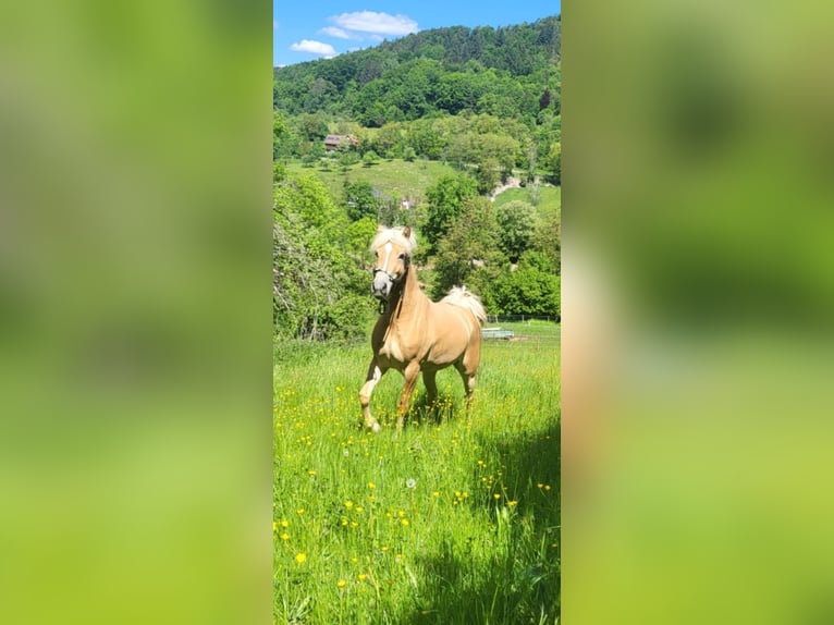 Edelbluthaflinger Yegua 4 años 147 cm Palomino in Rudersberg
