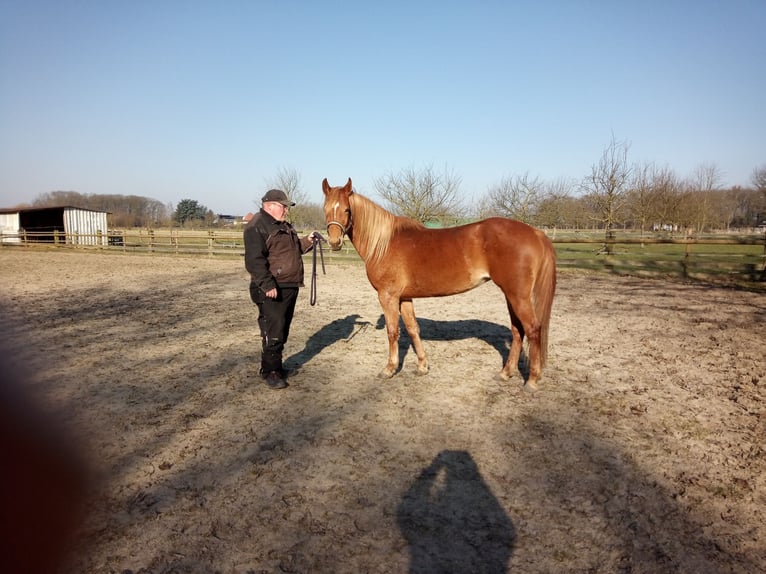 Edelbluthaflinger Yegua 4 años 149 cm Alazán in Hamm