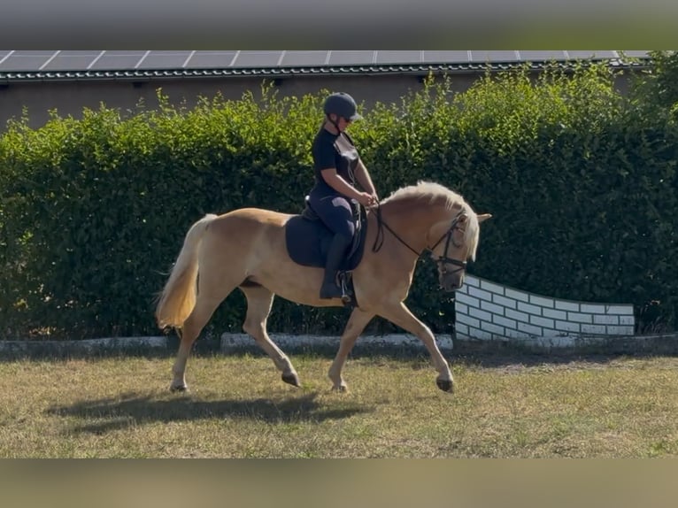 Edelbluthaflinger Yegua 6 años 147 cm Alazán in Herzberg