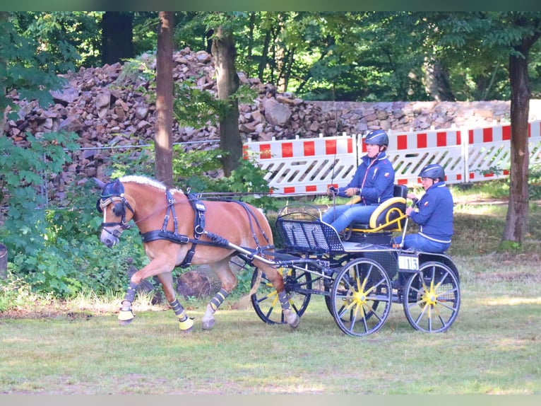 Edelbluthaflinger Yegua 7 años 148 cm Alazán in Bayreuth
