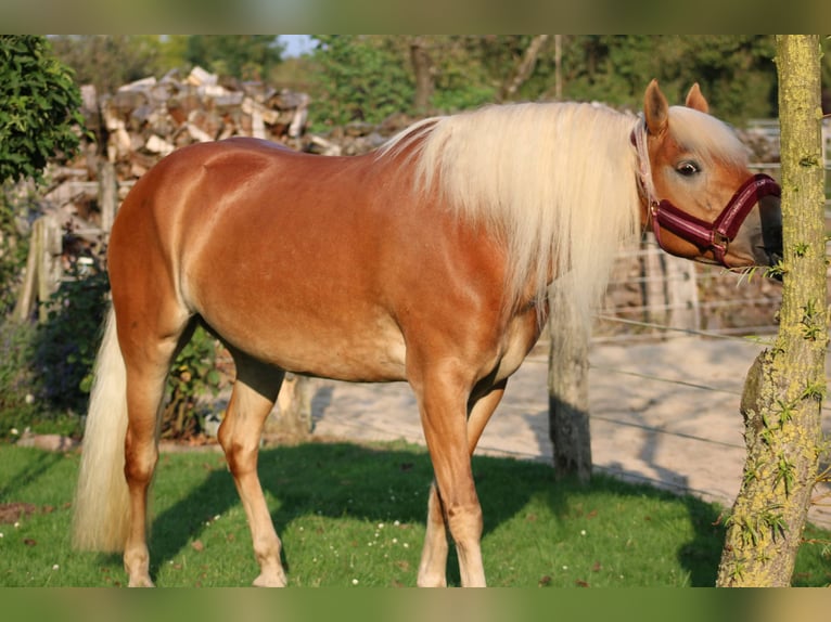 Edelbluthaflinger Yegua 7 años 150 cm Alazán in Heemsen