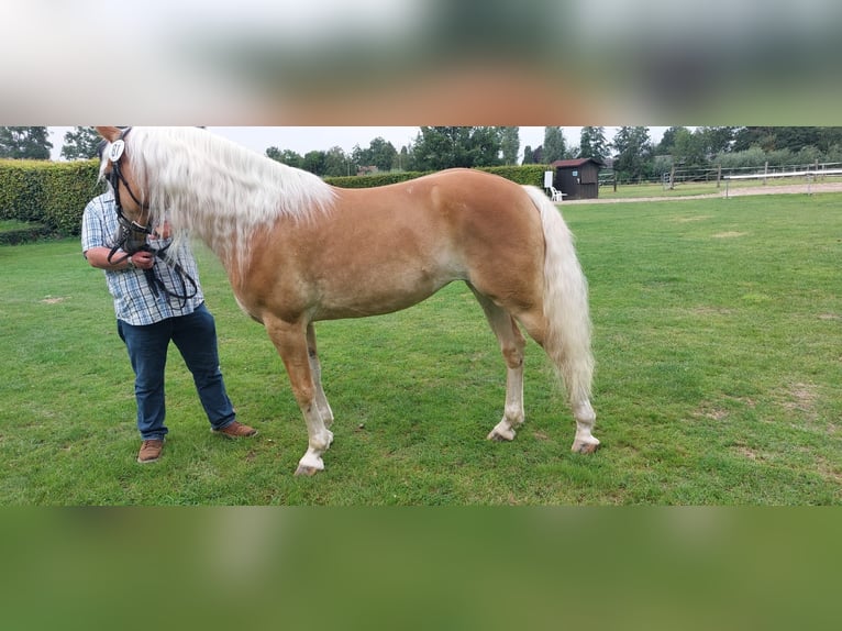 Edelbluthaflinger Yegua 7 años 151 cm Alazán in Hamm