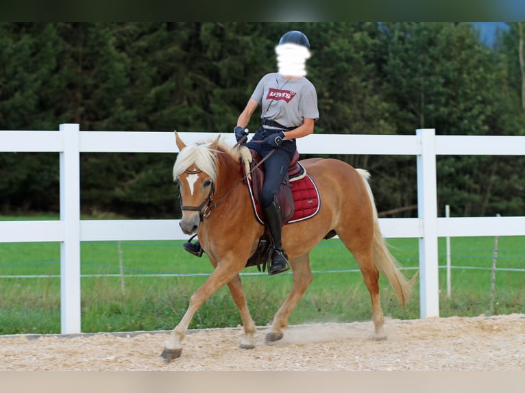 Edelbluthaflinger Yegua 8 años 145 cm Alazán in Bolsterlang