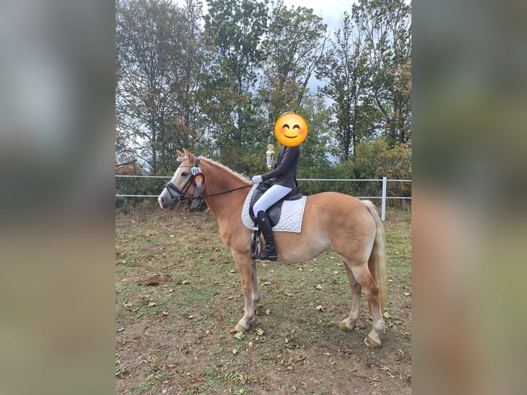 Edelbluthaflinger Yegua 8 años 145 cm  in Magdeburg