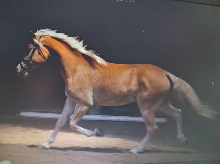 Edelbluthaflinger Yegua 8 años in Oberstaufen