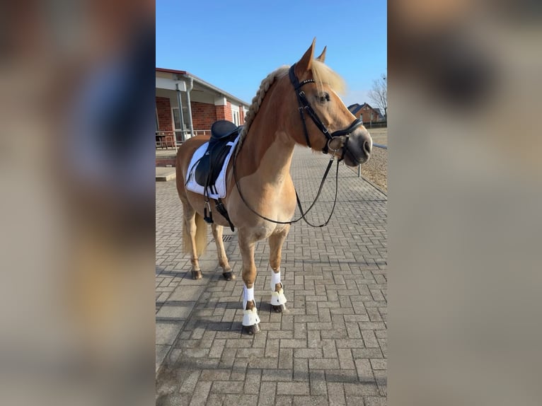 Edelbluthaflinger Yegua 9 años 150 cm Alazán in Dülmen