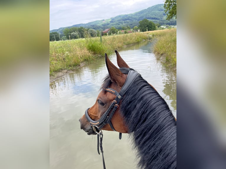 Egipski koń arabski Klacz 10 lat 146 cm Gniada in Salzburg