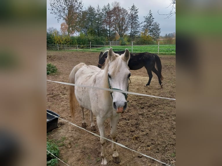 Egipski koń arabski Klacz 10 lat 150 cm Siwa in Eppingen