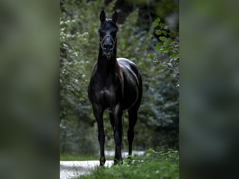 Egipski koń arabski Klacz 10 lat 160 cm Kara in Zürich