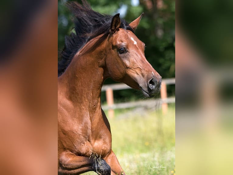 Egipski koń arabski Klacz 11 lat 155 cm Gniada in BlankenhainNiedersynderstedt