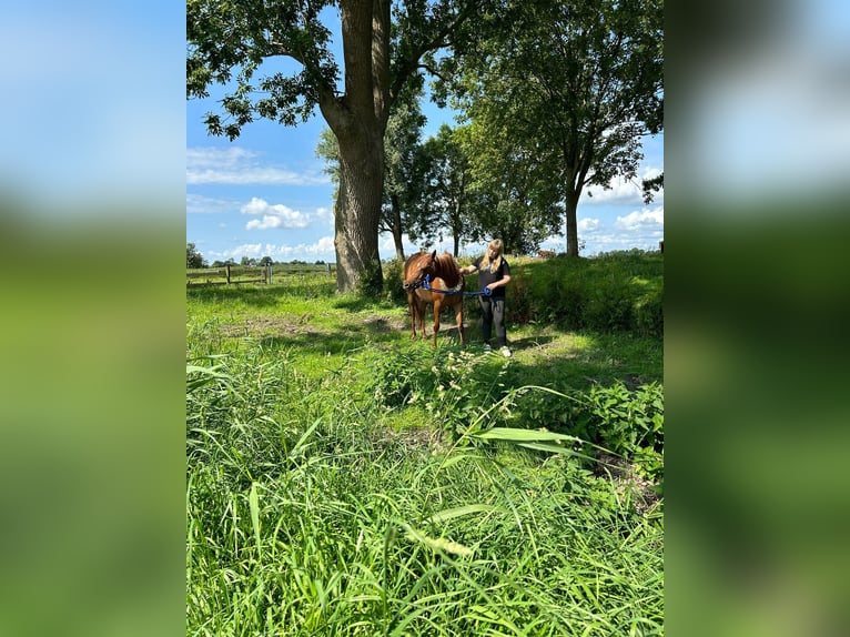 Egipski koń arabski Klacz 12 lat 154 cm Kasztanowata in Witzwort