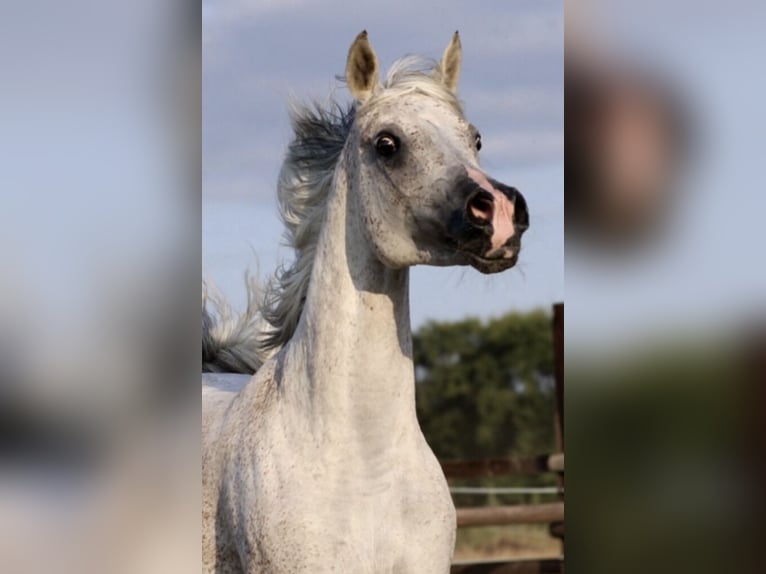 Egipski koń arabski Klacz 14 lat 151 cm Siwa w hreczce in WittingenWittingen