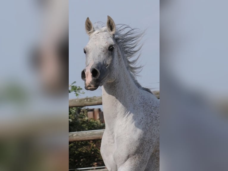 Egipski koń arabski Klacz 14 lat 151 cm Siwa w hreczce in WittingenWittingen