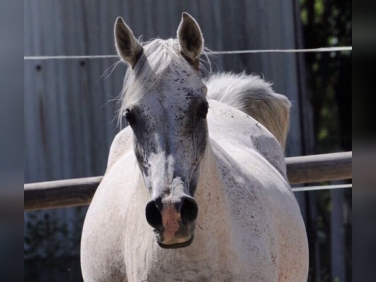 Egipski koń arabski Klacz 14 lat 151 cm Siwa w hreczce in WittingenWittingen
