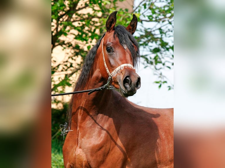 Egipski koń arabski Klacz 14 lat 153 cm Gniada in Wassertrüdingen